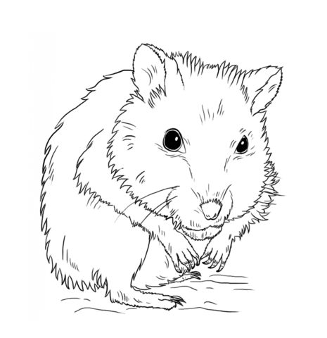 Hamster10