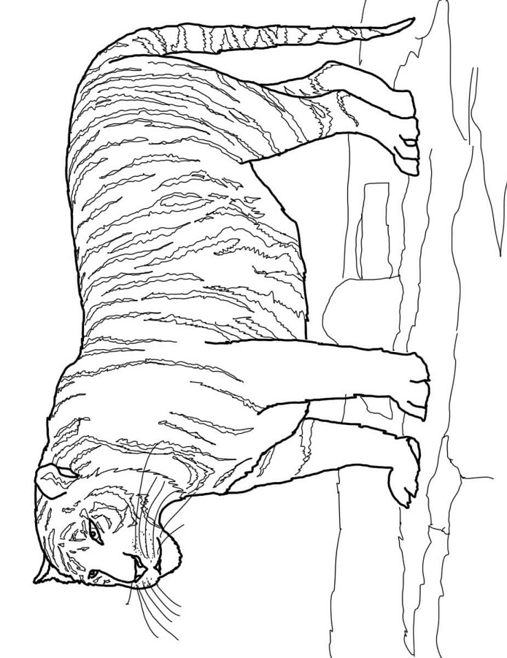 Realistische tijger
